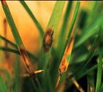Lawn Diseases- Leaf Spot & Melting Out