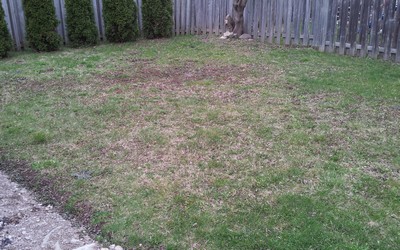 What kind of lawn care do I need?