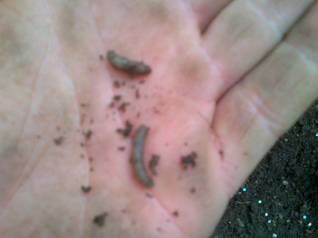 Leatherjacket (Crane Fly Larvae) Lawn Damage