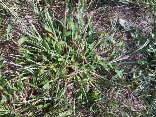 Crabgrass - maturing plant by Turf King Lawn Care