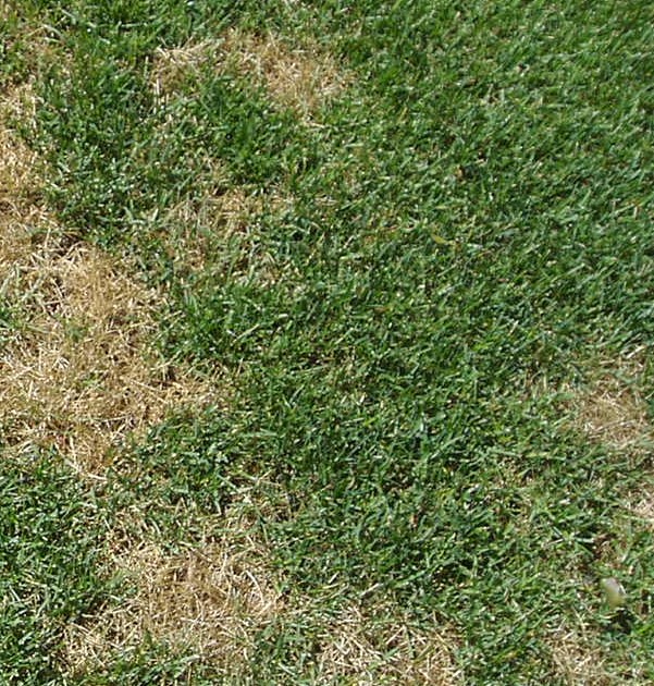 Dog Spots cause Lawn Damage