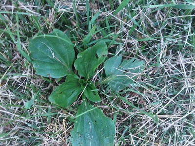 Common Plantain a Lawn Care weed